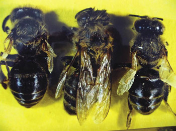 Infekcje wirusowe pszczół Cz. II. Infekcje, których rozwojowi sprzyja warroza